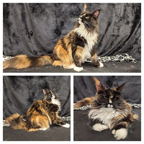 gold rush maine coons